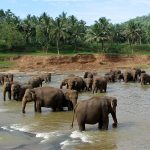 Pinnawala elephant orphanage 1