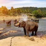 Pinnawala elephant orphanage 2